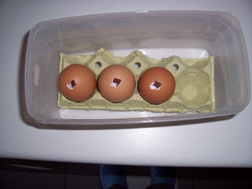 Aqui las cascaras sobre el embalaje de huevos y metido en un tuper por si manchaba