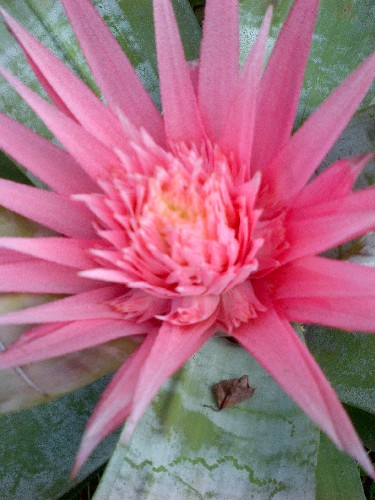 Aechmea fasciata que está en flor ahora en mi jardin.