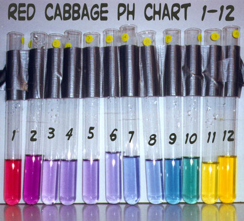 Escala de pH del repollo morado con pH 03.jpg